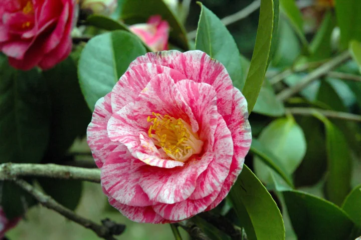 Village of the Camellias