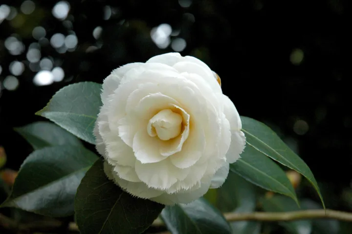 “Camellietum Compitese” di Sant’Andrea di Compito