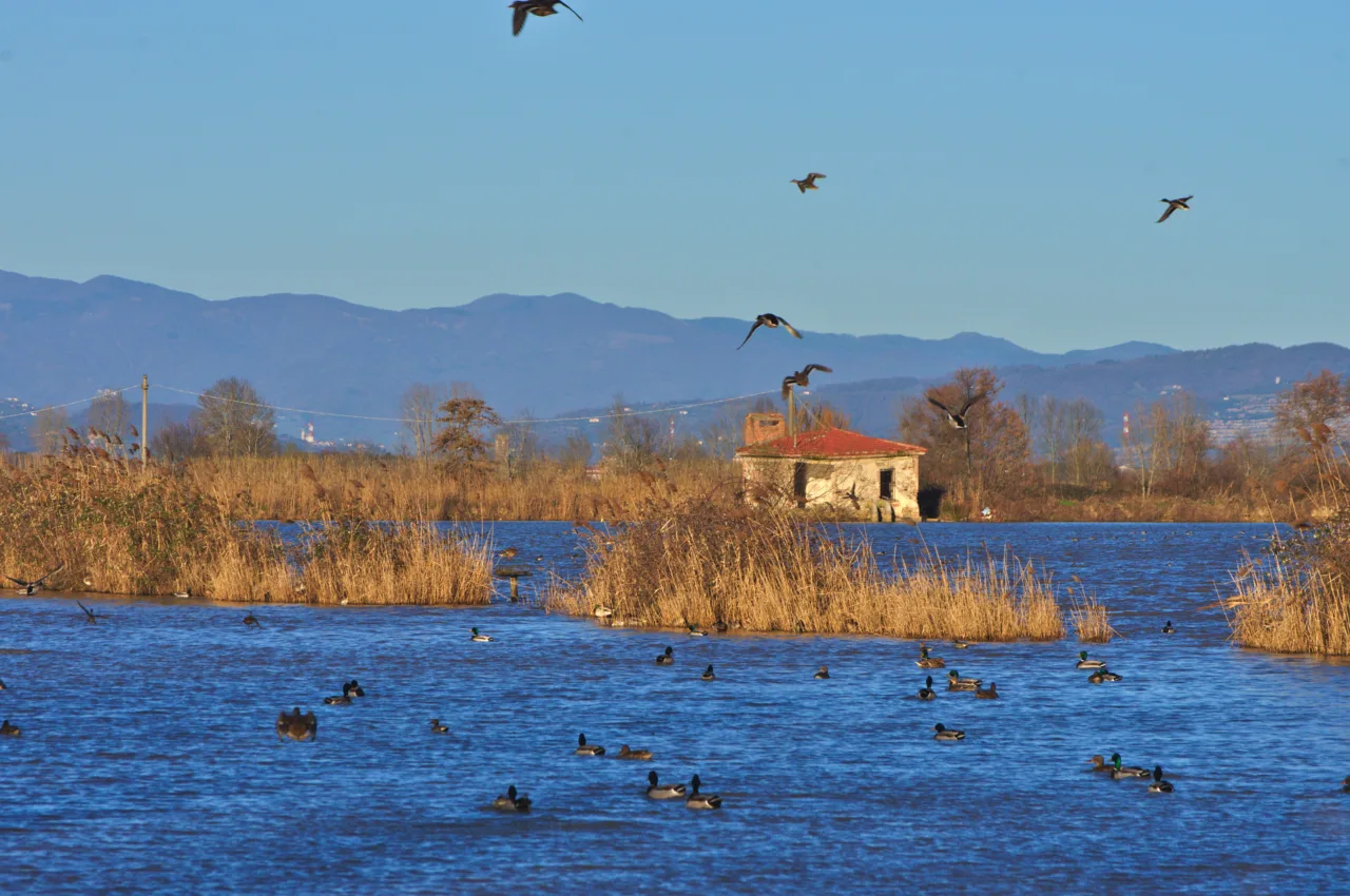 Area Naturale Lago della Gherardesca