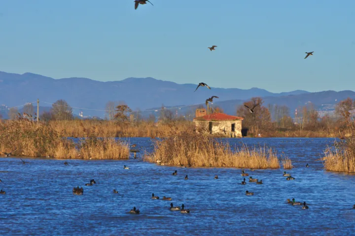 Area Naturale Lago della Gherardesca