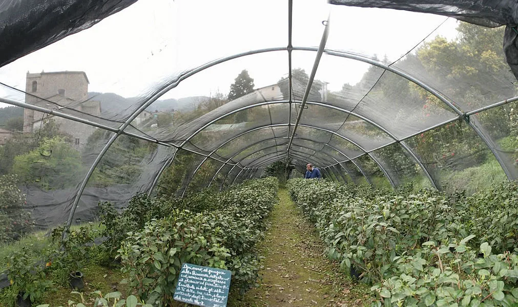 Piantagione sperimentale di tè